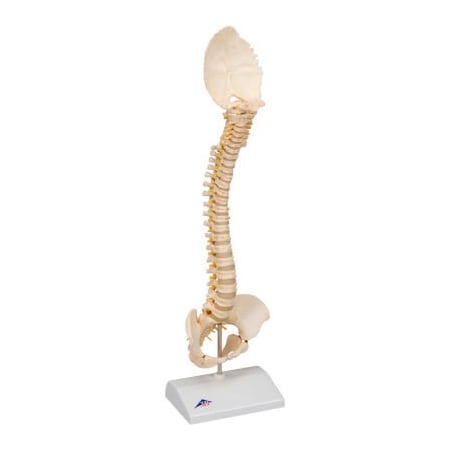 Fabrication Enterprises 3B Anatomical Model - Pediatric Spine (BONElike) 966403